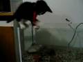 Catzilla Vs. Gammera