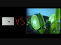 Spider vs Venus Flytrap
