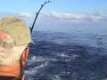 Wahoo