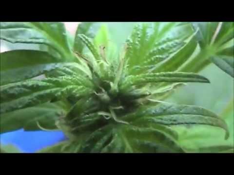 how to grow female weed plants