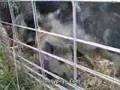 Pig Bites