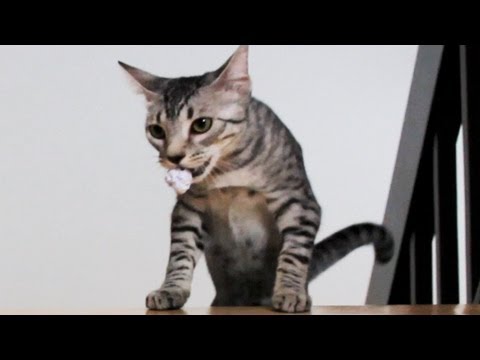 Kitty Plays Fetch