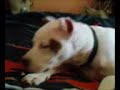 My Dog Tyson eatin a cracker