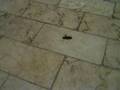 Killing The Cockroach...!!!