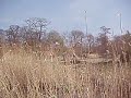 Giraffen Giraffen