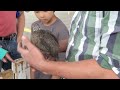 Click here to watch this video Baby Goats - Victoria Day at Kingsland Farmers Market