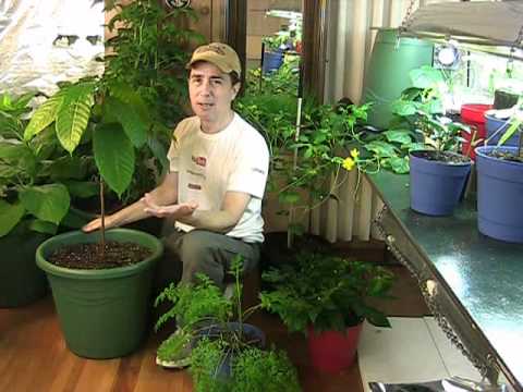 how to ripen tomatoes on the vine faster