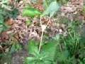 Mayapple Flowers