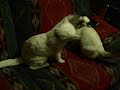 ボール猫動画
