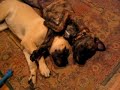 Goofball Mastiff Puppies Mouthing!!!