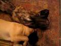 Goofball Mastiff Puppies Mouthing!!!