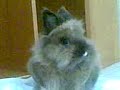 Canela y su nariz