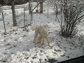 Standard Poodle Prunes Bush