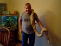 Purple and Orange Reticulated Python