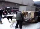 Iditarod 2008 Pre Race Staging Area 5