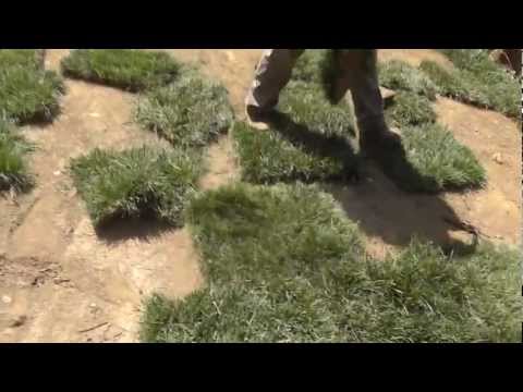 Design-Build Narrow Lot Vlog #25 - Bless You Fescue!