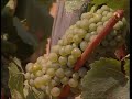 Krasi apo Maronia thraki Ellada.mpg