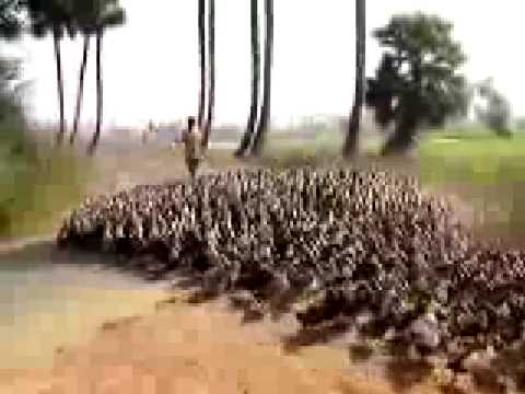 Watch 'Duck Stampede'