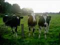 Alles Quatsch