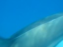 Swimming with dolphins
