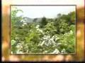 Korean Trot - Zille flower (찔레꽃)