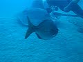 Diving with a Stingray Diving with a Stingray