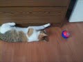 Acrobatic kitten. =)