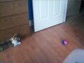 Acrobatic kitten. =)