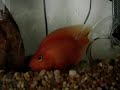 Red Parrot Fish