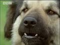BBC: Bear Attack - Living with Predators
