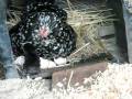 videos de little chicks are here