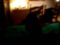 videos de petofiamma madonie
