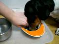自己中なお犬様