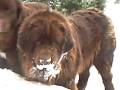 videos de mes ours dans la neige