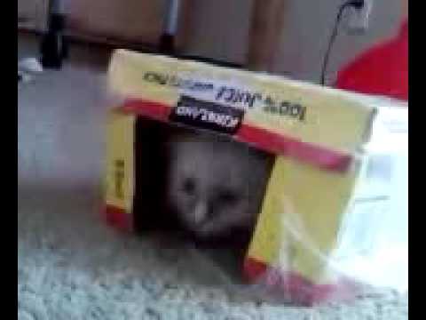 0 London   Ragdoll Of The Week
