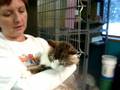 Marquette County Humane Society-Tinsel