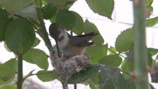 Female Allen's Hummingbird Nest Building Canon HF100 HD V13922