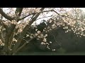 Click here to watch this video 美しい桜・浜松・佐鳴湖公園2,Sakura,Lake-Sanaru,Hamamatsu,Japan