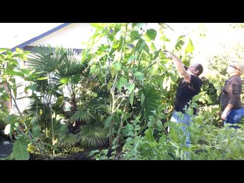 how to fertilize brugmansia