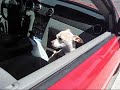 adopt-a-pet.html