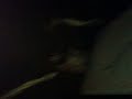 Deliverance halloween video.