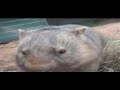 Cranky common wombat Cranky common wombat