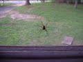 Brown Recluse in 5 seconds