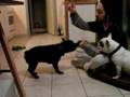 vidéos de dressage pour bouledogue