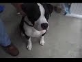 APBT puppy black & white female 68 lb. APBT puppy black & white female 68 lb.