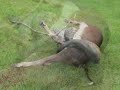 Sucuri ataca bezerro em fazenda de Nova Andradina