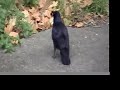 Sufjan Stevens - To Be Alone With You