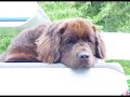 TERRANOVA PUPPIES by Eduardo Duran Haedo