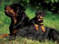 TOP 10 MOST DANGEROUS DOGS