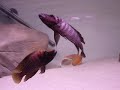 Altolamprologus Calvus